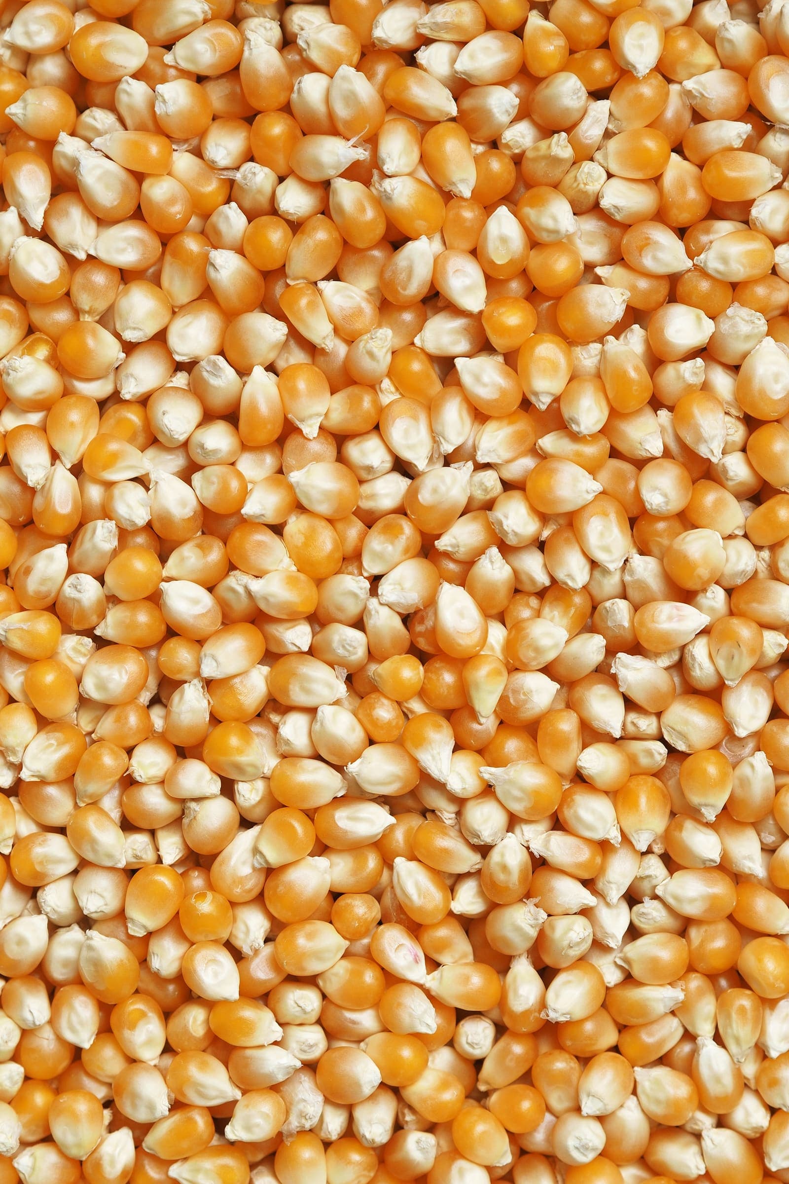 Dried maize kernels