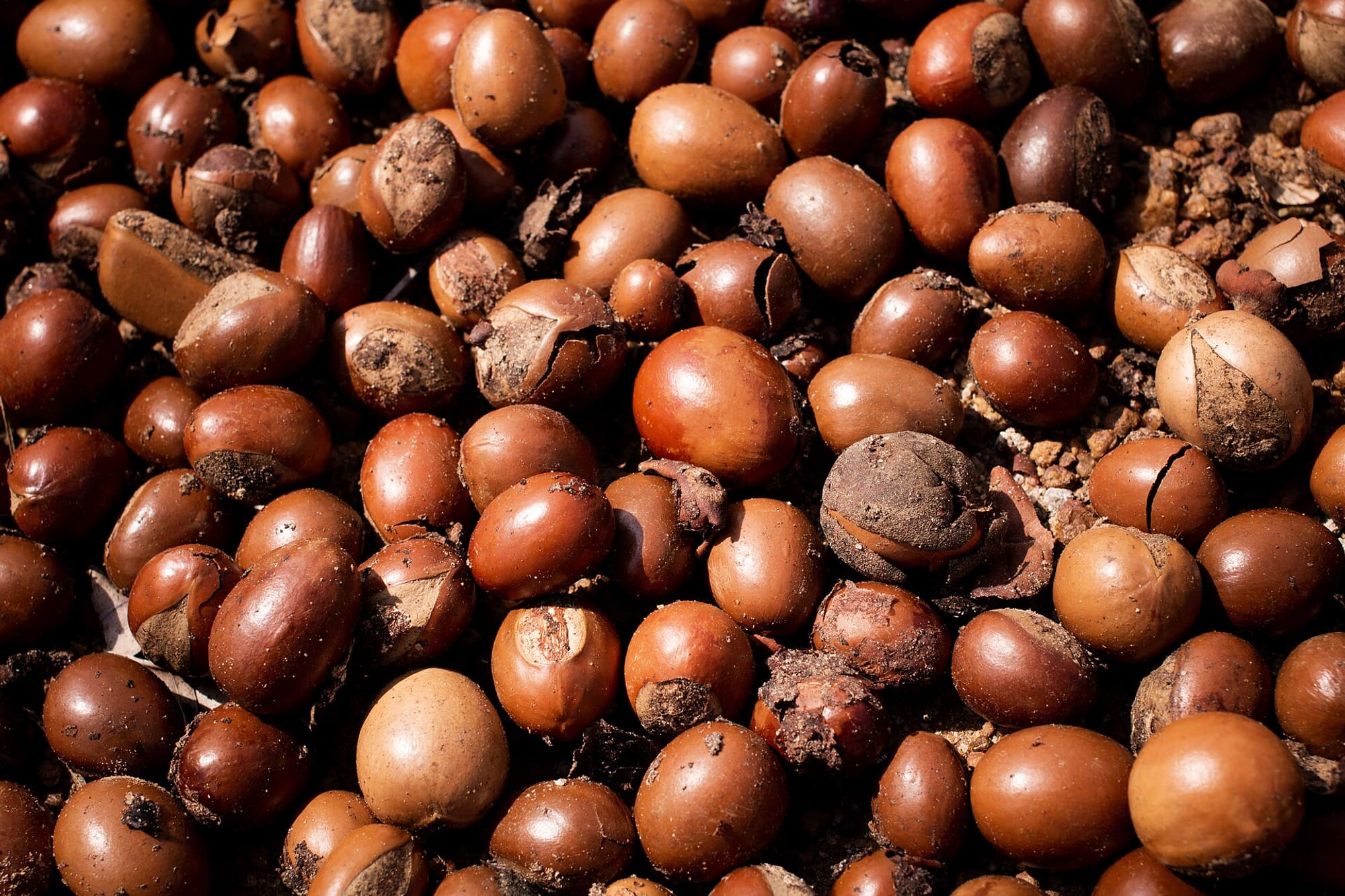Dried shea nuts